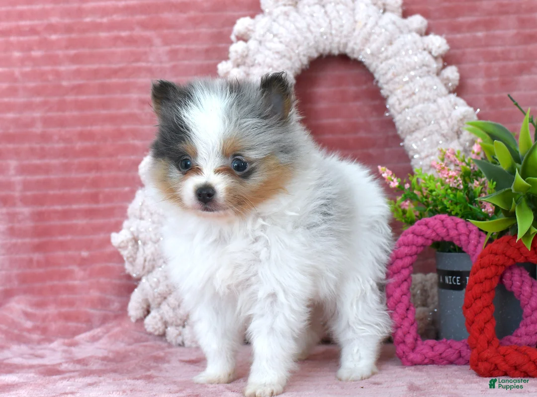 Pomeranian dogs for sale: Levi - Ad 4