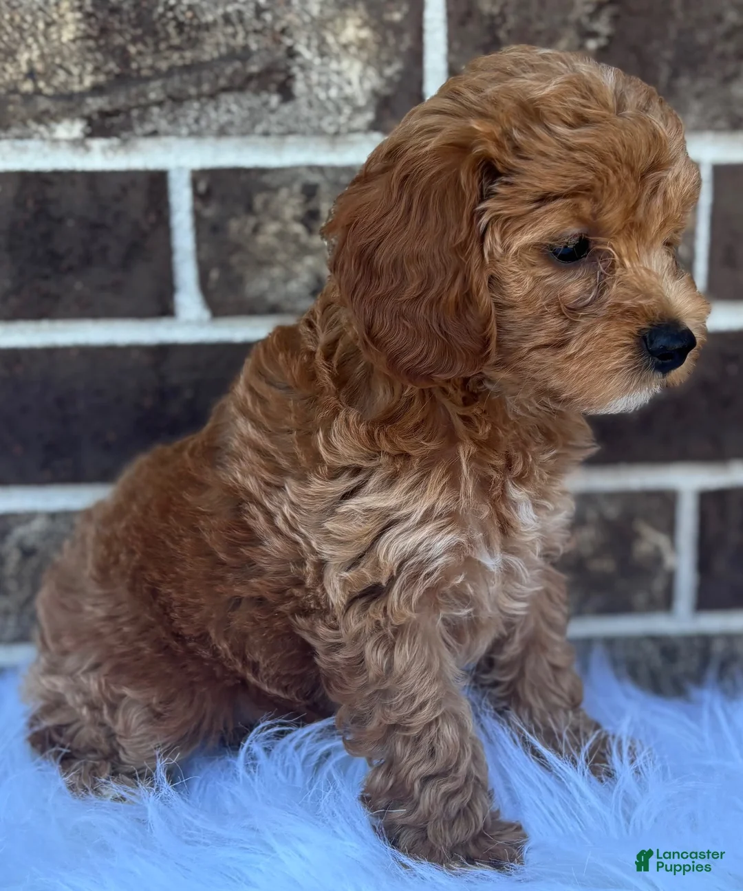 Mini Goldendoodle dogs for sale: Katie - Ad 4