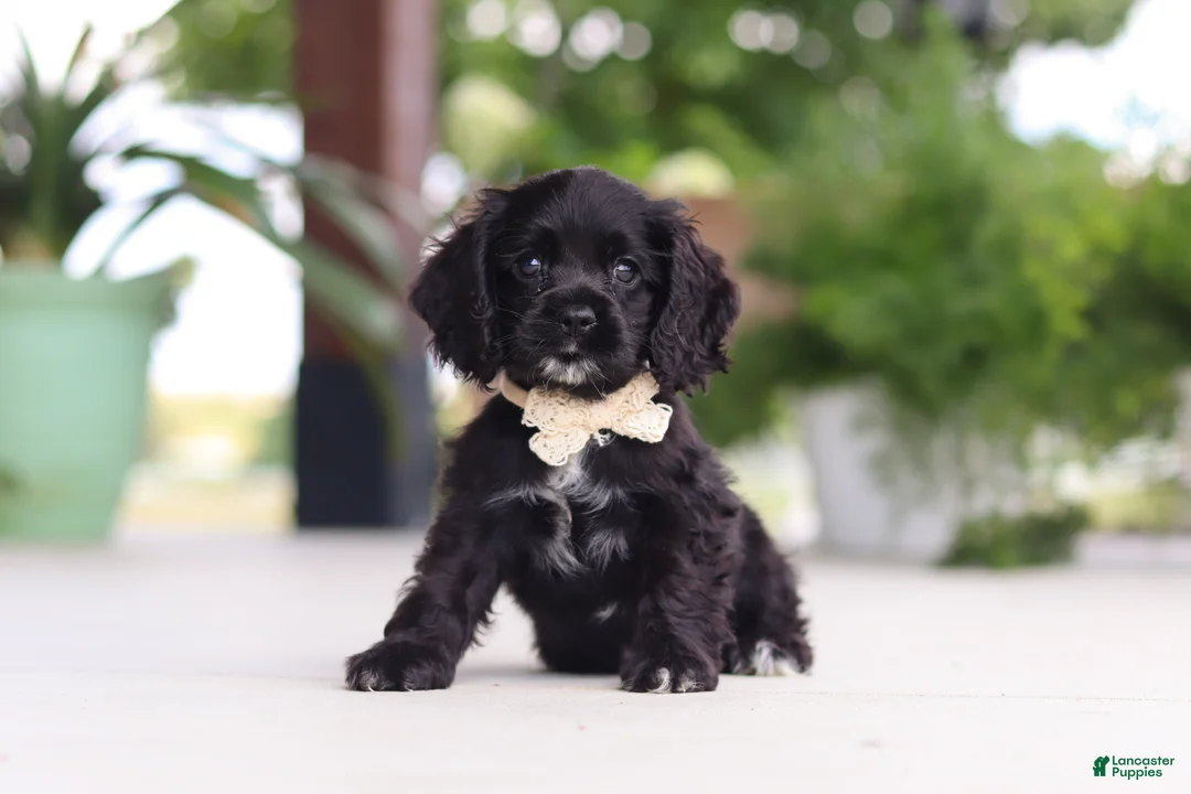 Cocker Spaniel dogs for sale: Betsy - Ad 2
