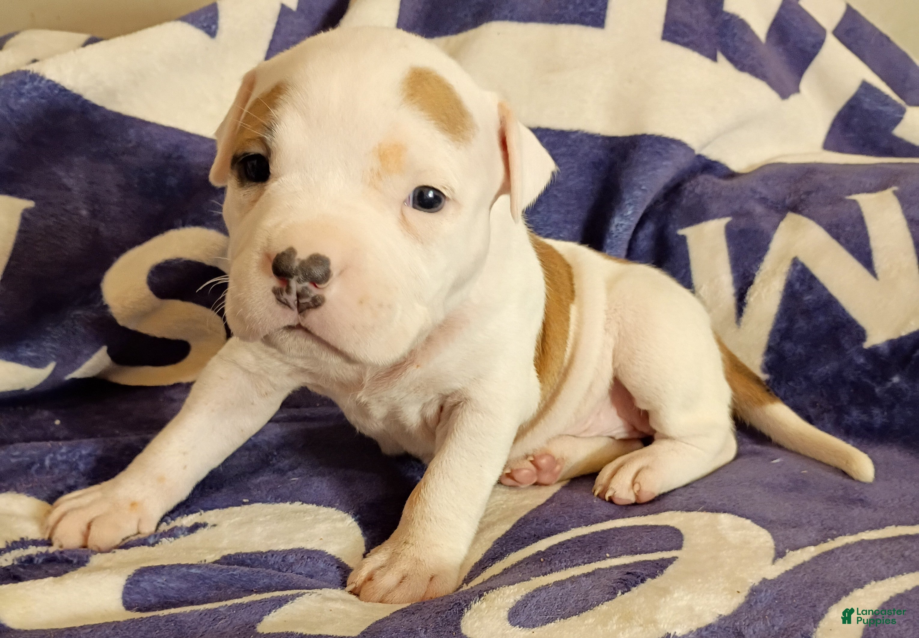 American Bully dogs Piebald female - Ad 1