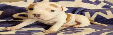 Piebald female