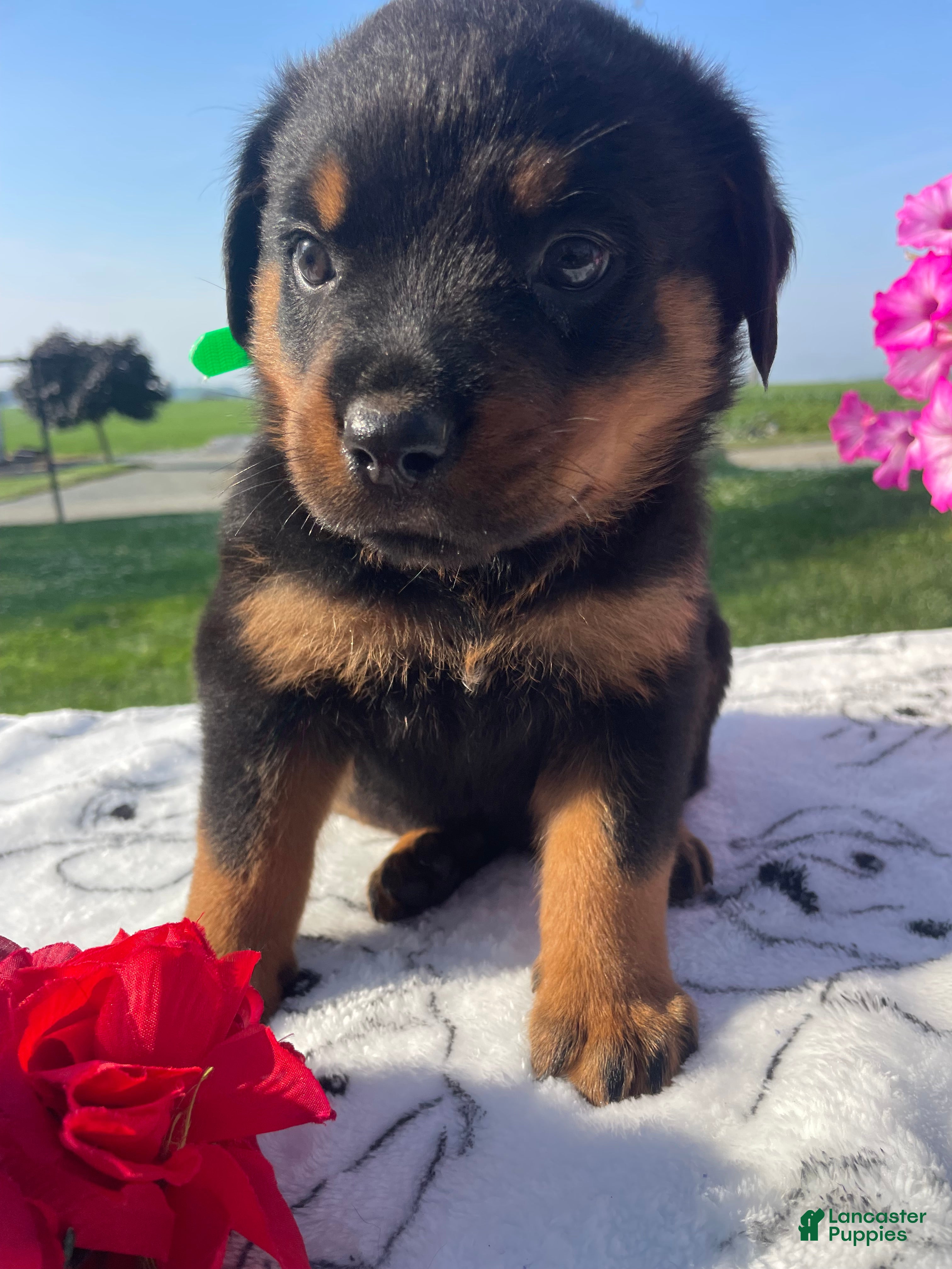 Rottweiler dogs Dozer - Ad 21