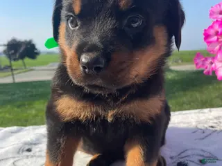 Rottweiler dogs Dozer - Ad 29