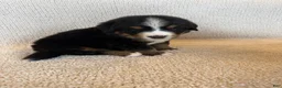 Bernese Mountain Dog dogs for sale: Grey - Ad 2