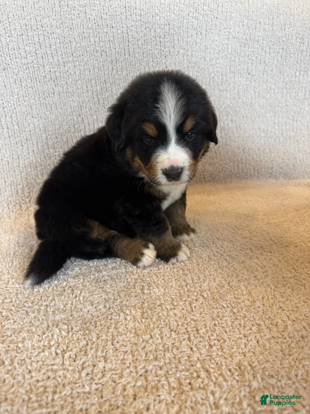Bernese Mountain Dog dogs for sale: Grey - Ad 2