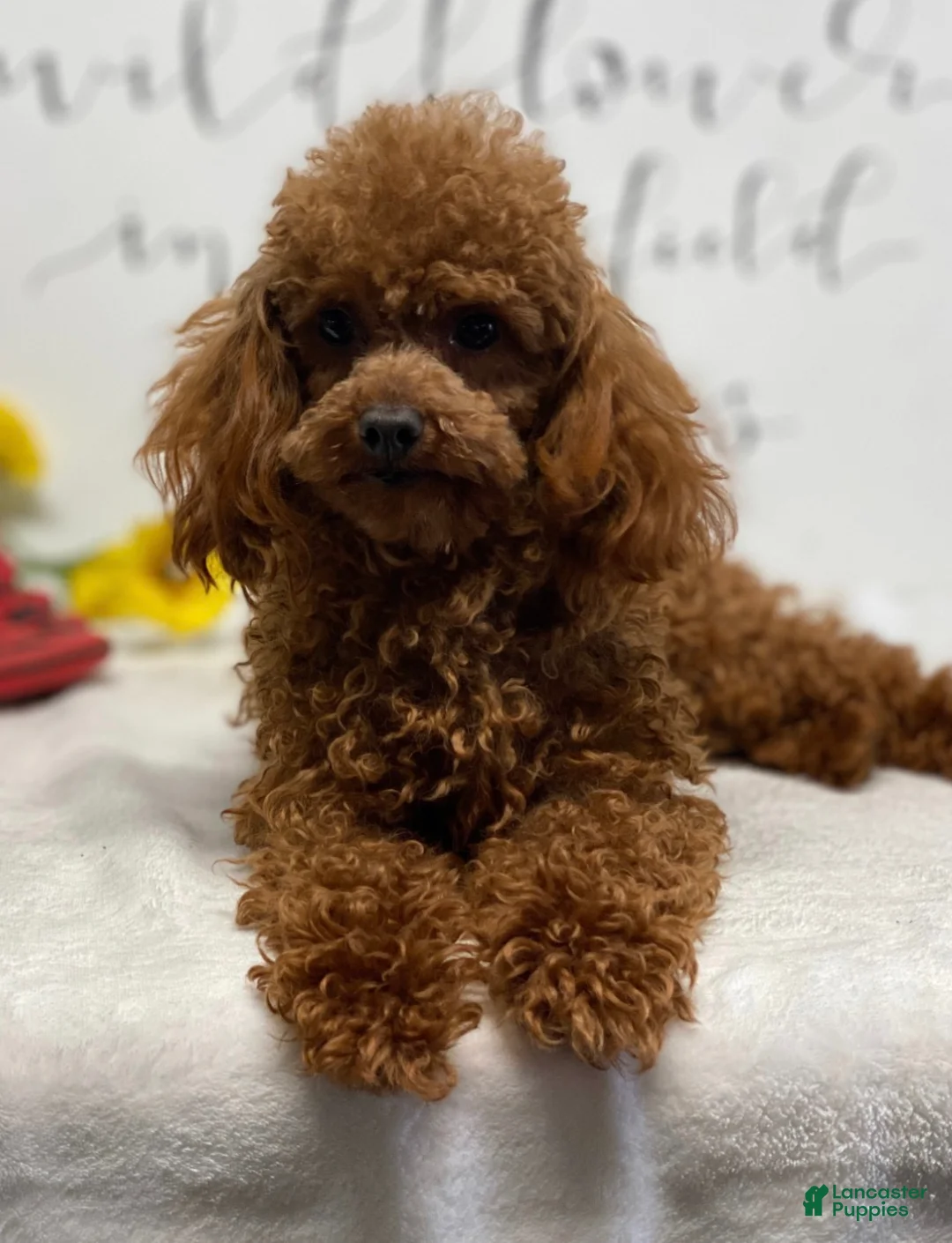 Toy Poodle dogs for sale: Amy - Ad 6