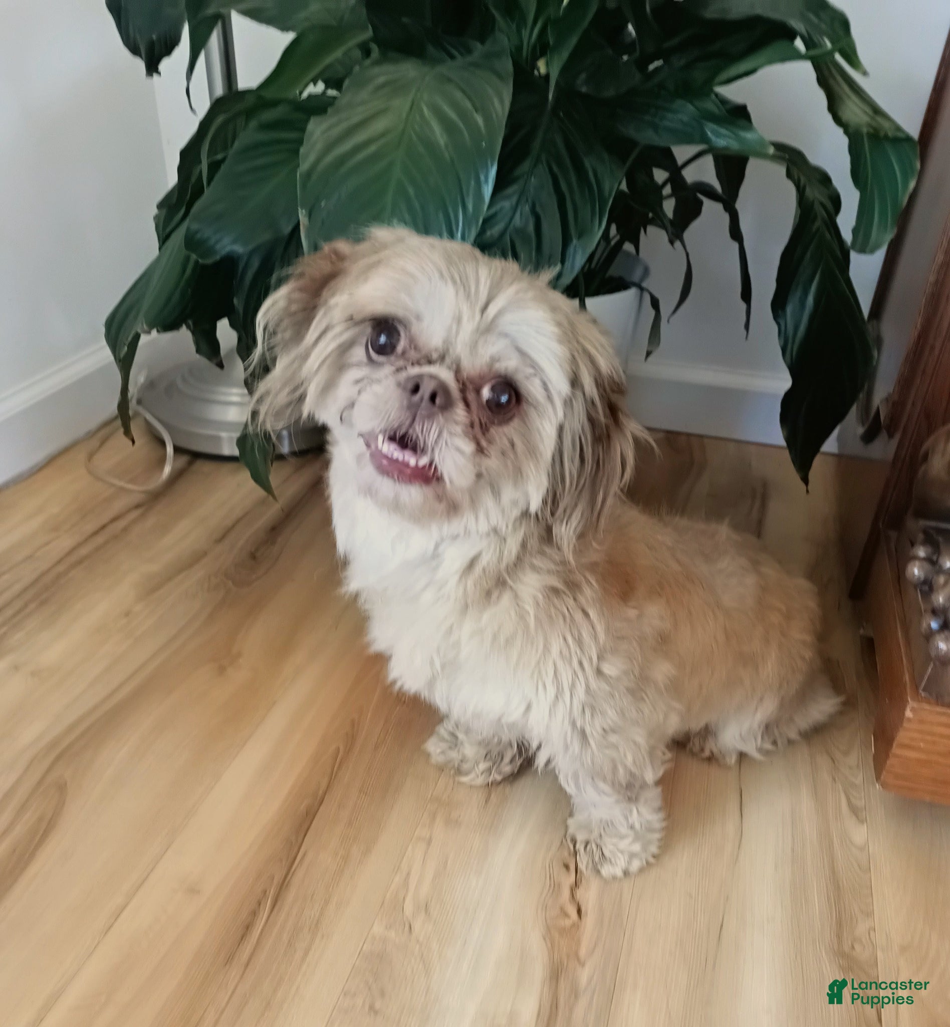 Shih Tzu dogs Shih Tzu Puppy 1 - Ad 1