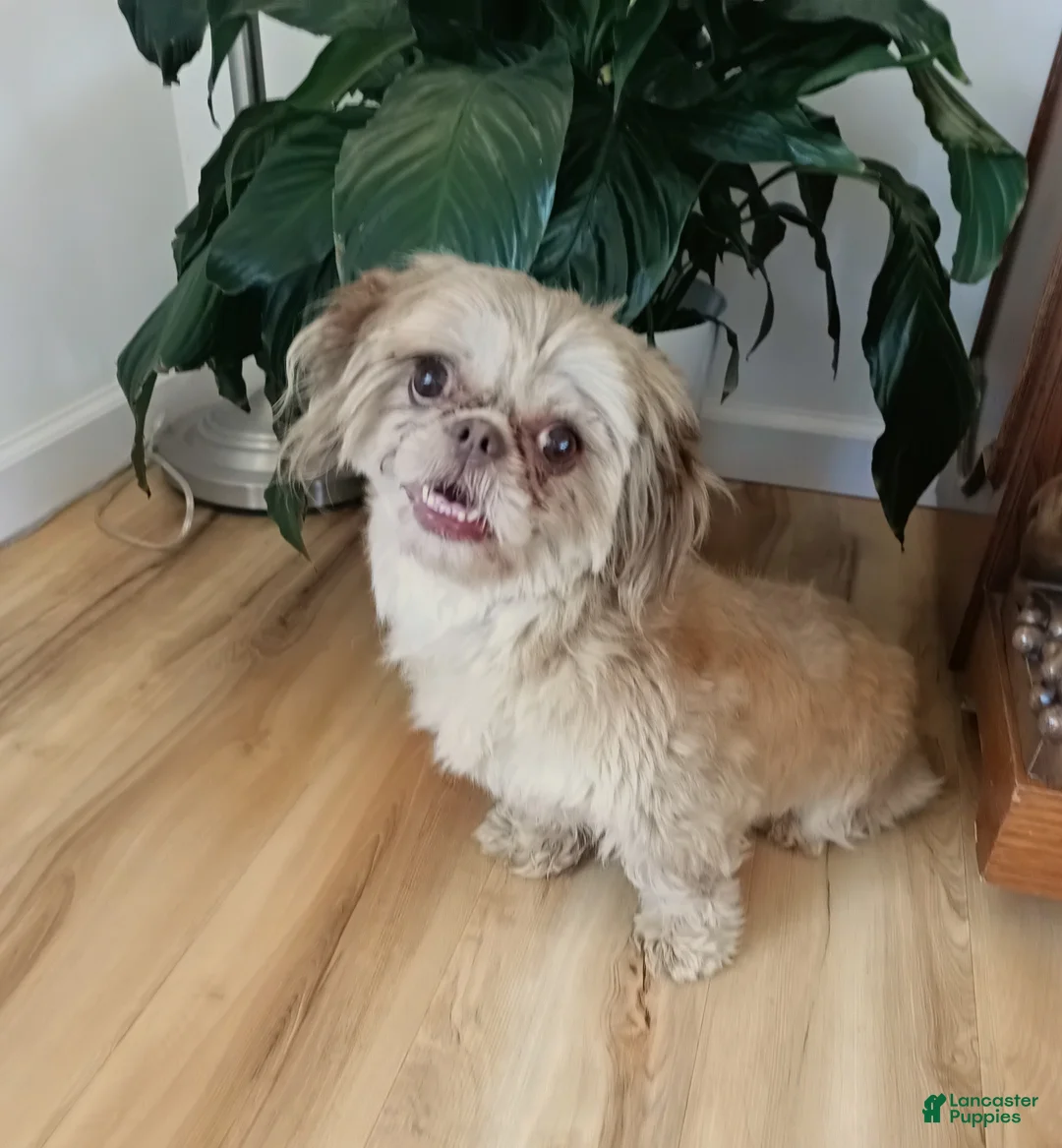 Shih Tzu dogs for sale: Shih Tzu Puppy 1 - Ad 1