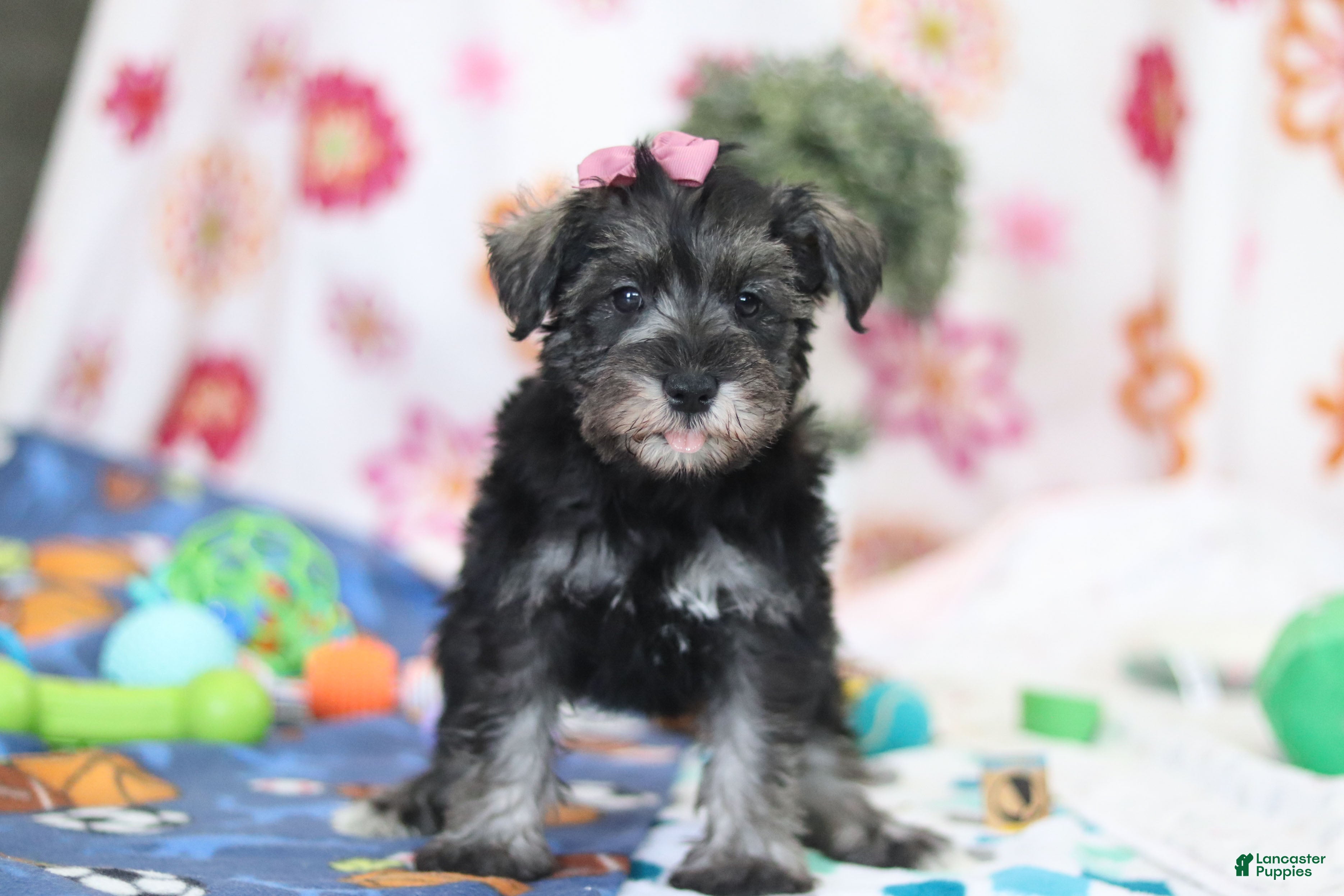 Miniature Schnauzer dogs Tessa - Ad 1