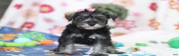 Miniature Schnauzer dogs for sale: Tessa - Ad 1