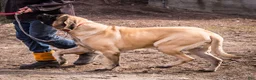 English Mastiff dogs for sale: Max - Ad 13