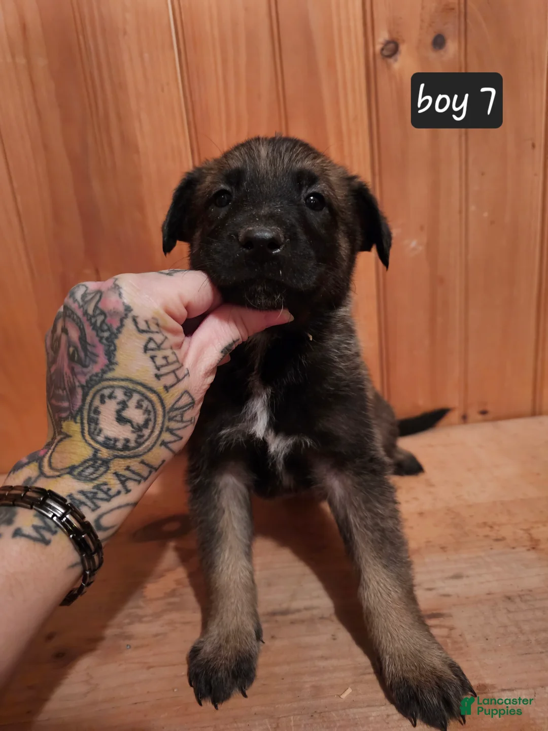 Belgian Malinois dogs for sale: Belgian Malinois Puppy 7 - Ad 3