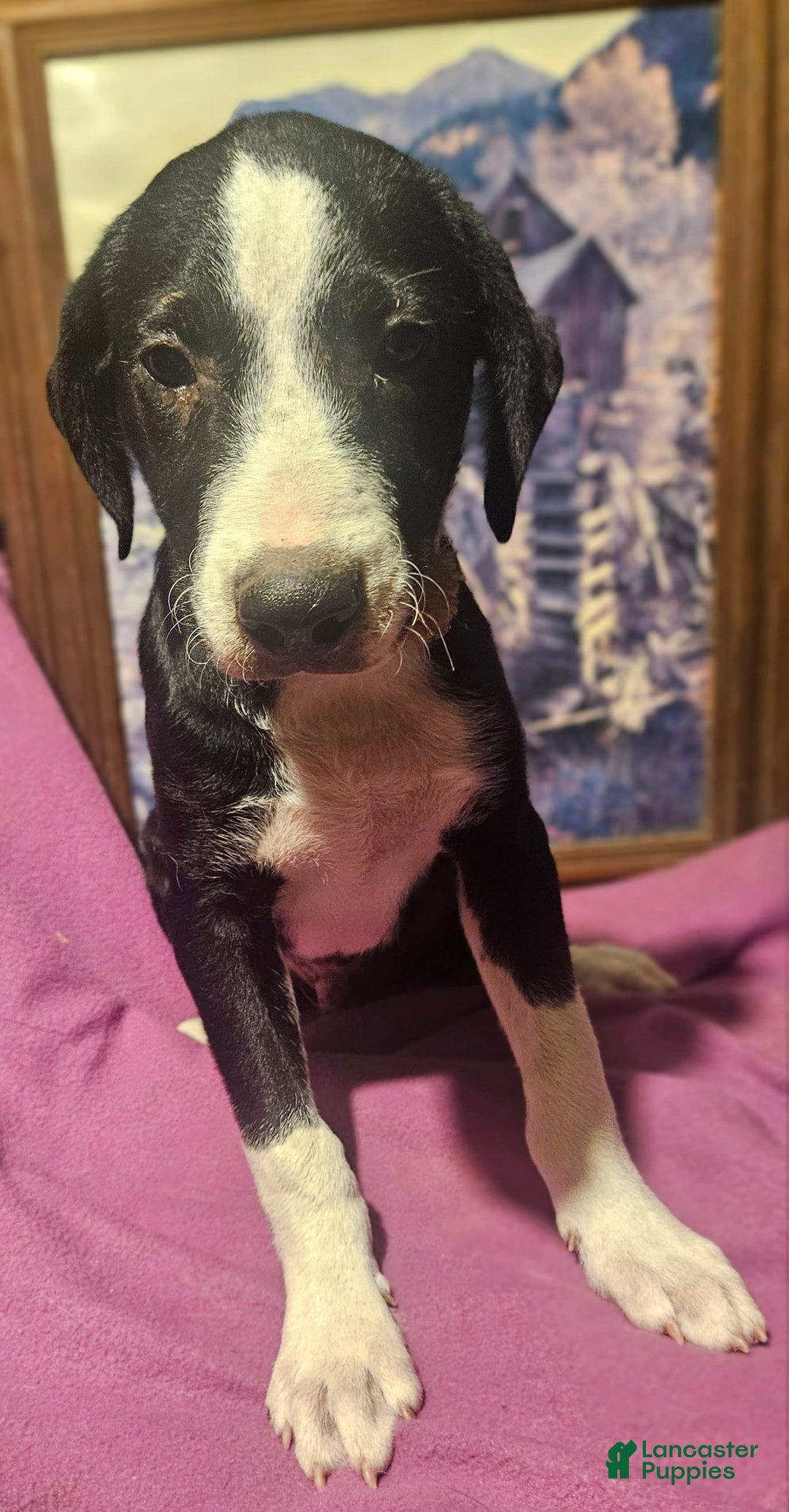 Border Collie dogs for sale: Fang - Ad 5