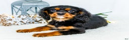 Cavalier King Charles Spaniel dogs for sale: Cocoa - Ad 1