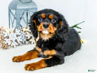 Cavalier King Charles Spaniel dogs Cocoa - Ad 9