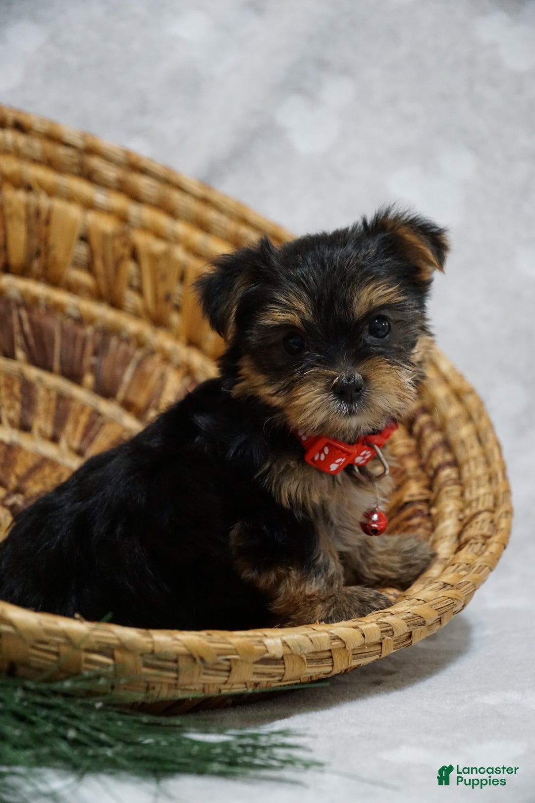 Yorkshire Terrier dogs for sale: Dahlia - Ad 2