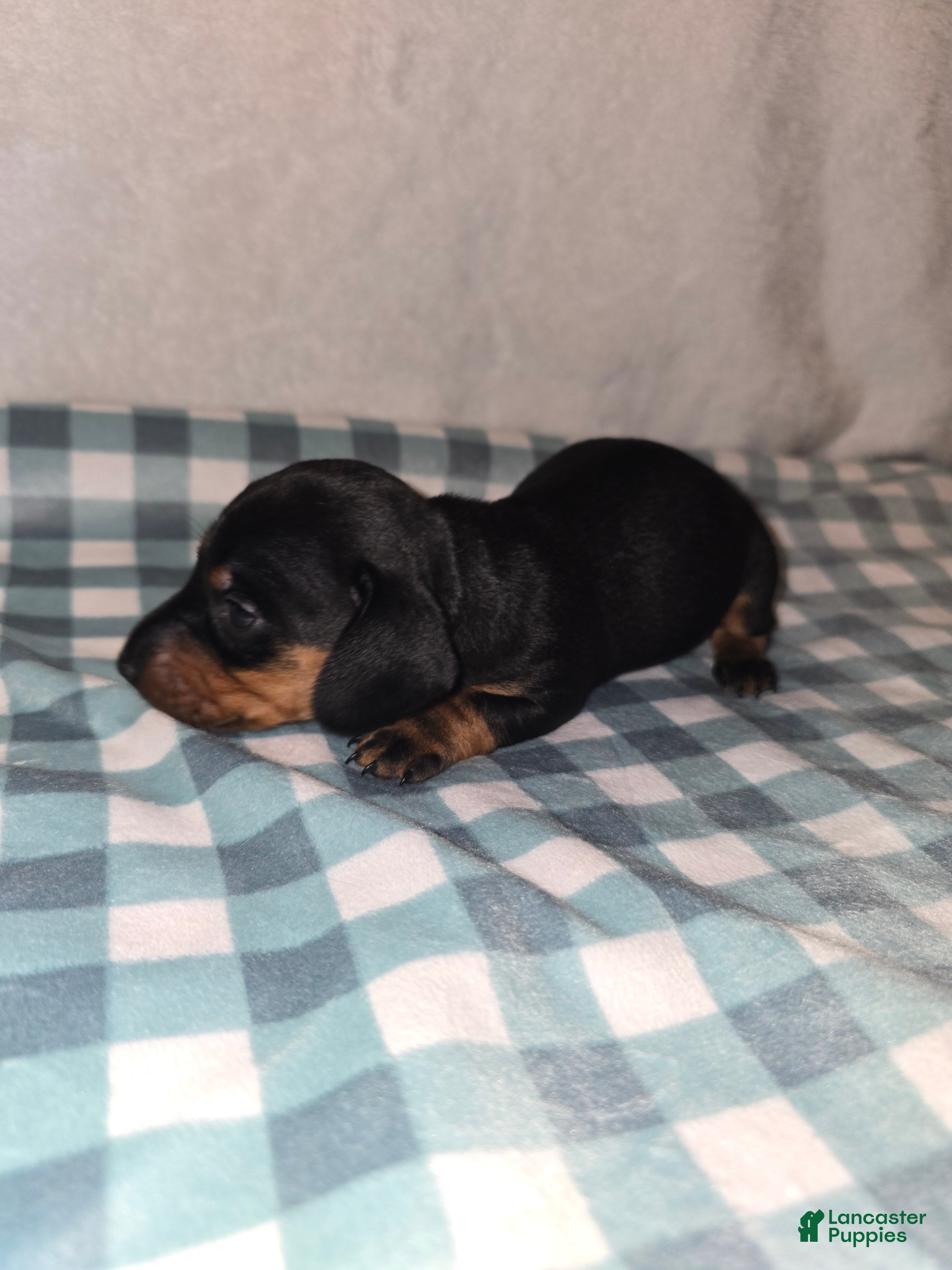 Miniature Dachshund dogs Curly  - Ad 5
