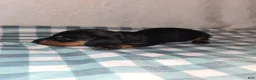 Miniature Dachshund dogs for sale: Curly  - Ad 1