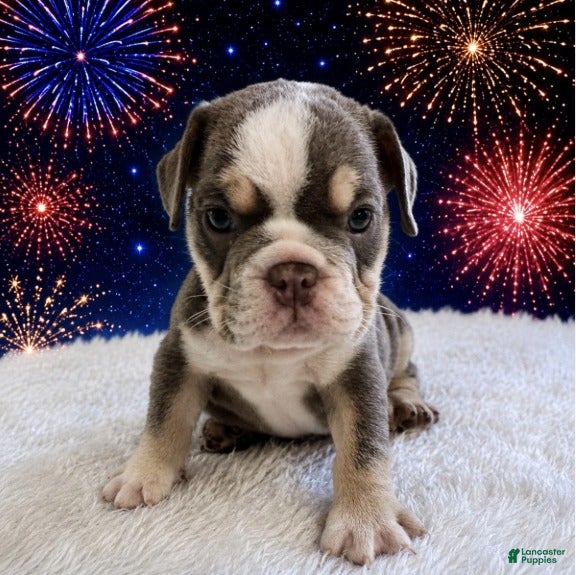 English Bulldog dogs for sale: Ace_Male - Ad 1