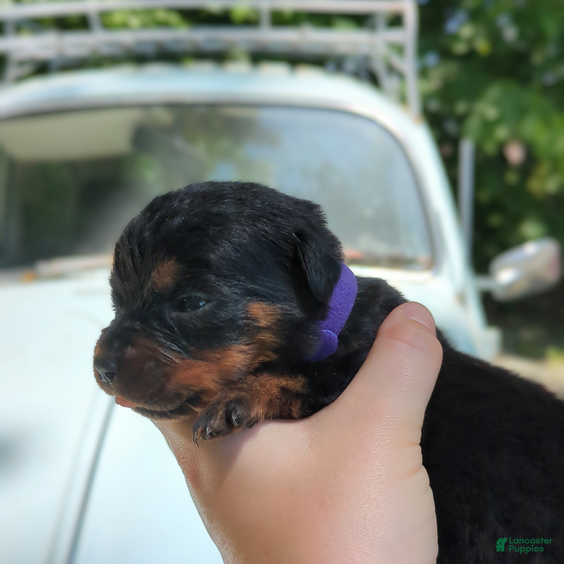 Rottweiler dogs for sale: Tunderbird - Ad 2