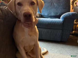 Mixed Breed dogs Mixed Breed Puppy 1 - Ad 35