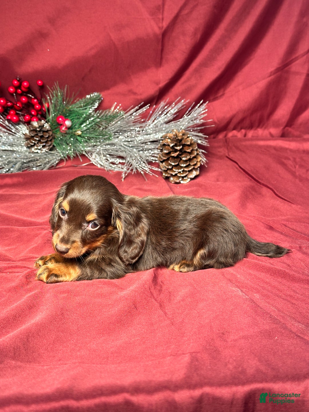 Miniature Dachshund dogs for sale: Luna - Ad 7