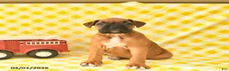 Boxer dogs for sale: Kelsey  - Ad 2