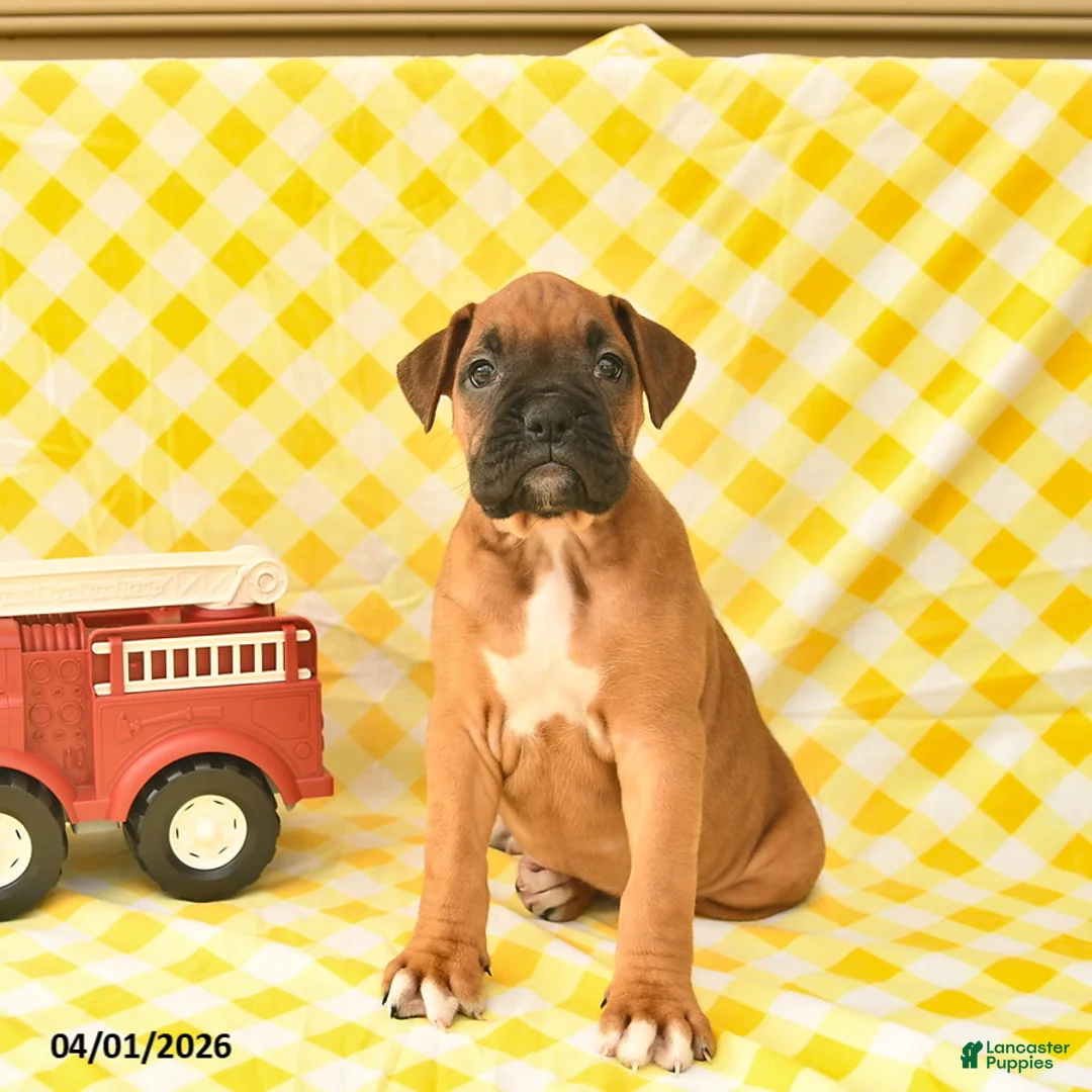 Boxer dogs for sale: Kelsey  - Ad 2