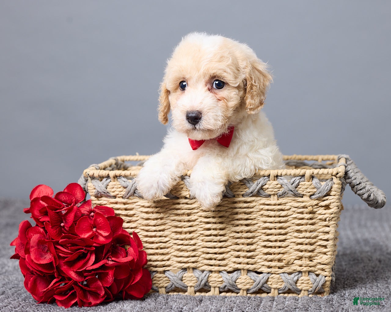 Bichpoo dogs Kenny - Ad 1