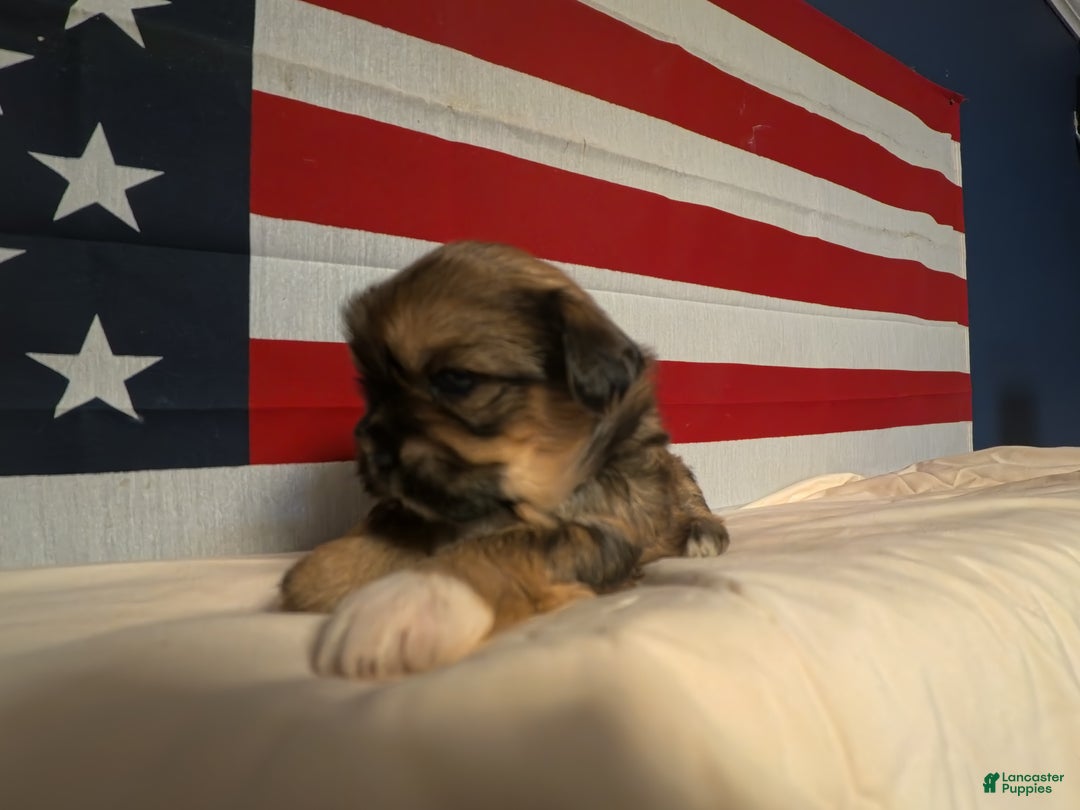 Shih Tzu dogs for sale: Roamey - Ad 2