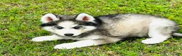 Siberian Husky dogs for sale: Lavender  - Ad 5