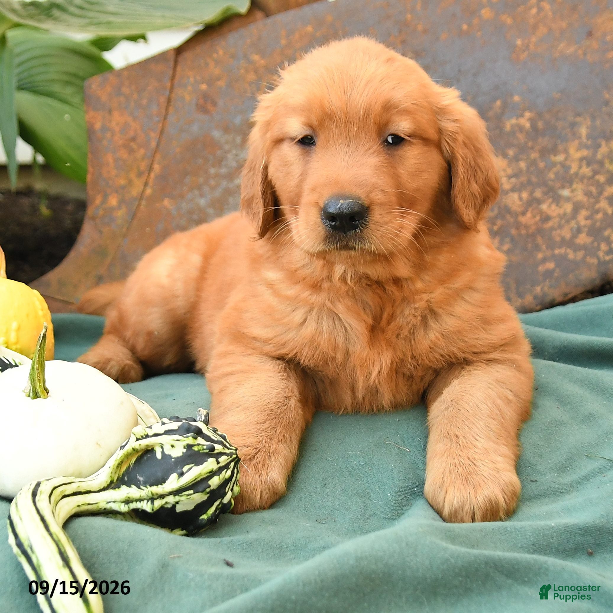 Golden Retriever dogs Angel - Ad 2