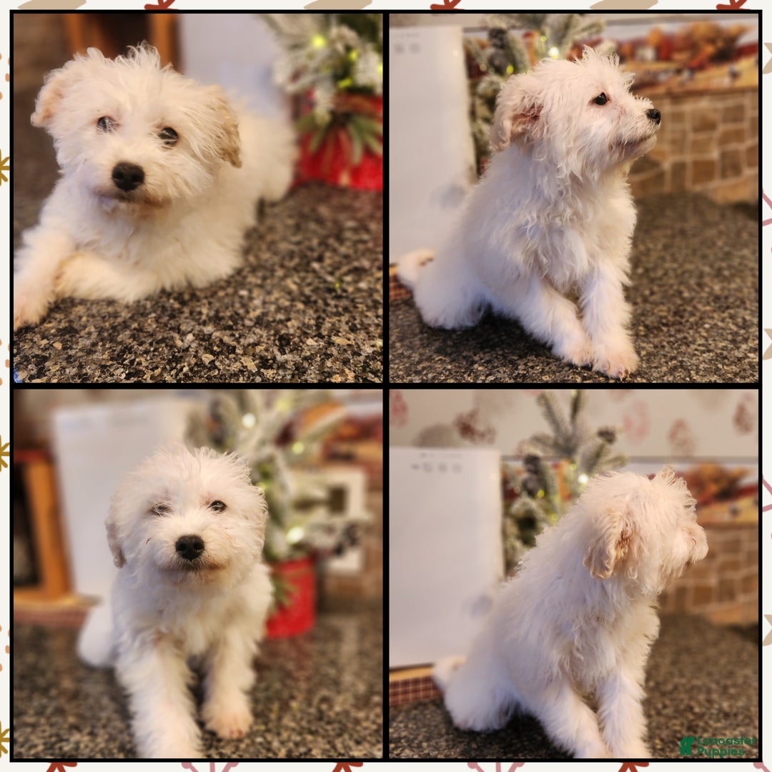 Chipoo dogs for sale: Janeen - Ad 2