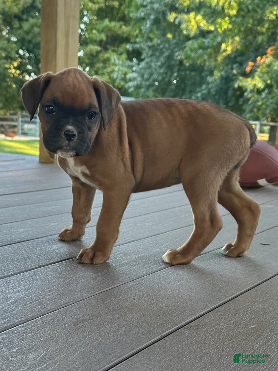 Boxer dogs for sale: Sadie - Ad 1