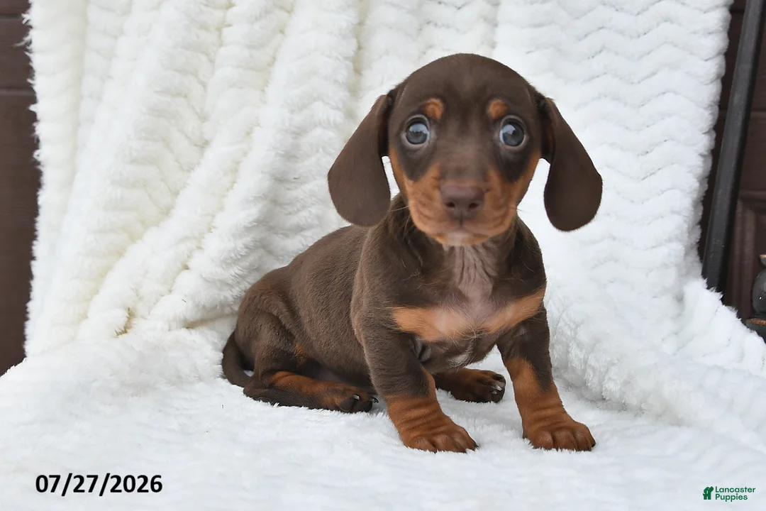 Miniature Dachshund dogs for sale: Darla - Ad 5