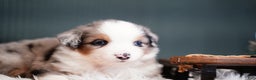 Miniature Australian Shepherd dogs for sale: Dustin - Ad 3