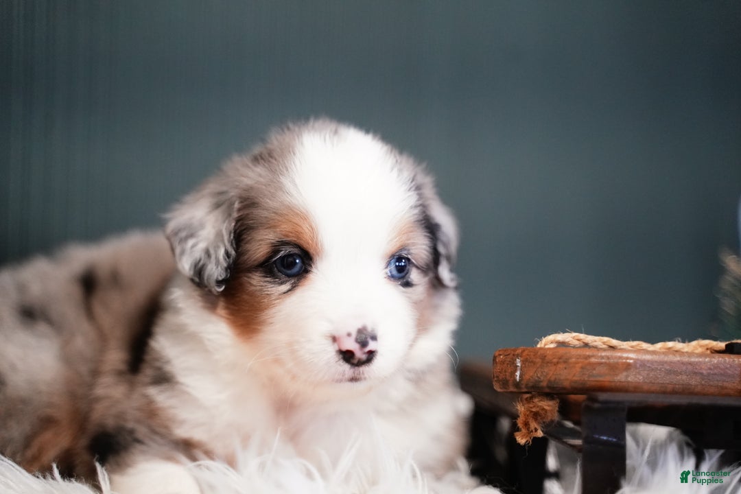 Miniature Australian Shepherd dogs for sale: Dustin - Ad 3