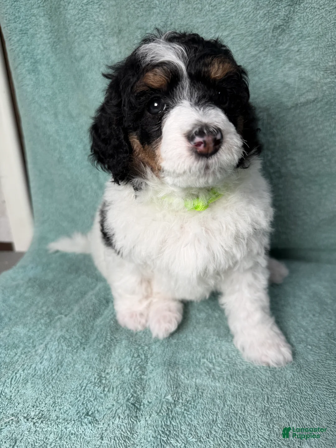 Miniature Poodle dogs for sale: Miniature Poodle Green - Ad 2
