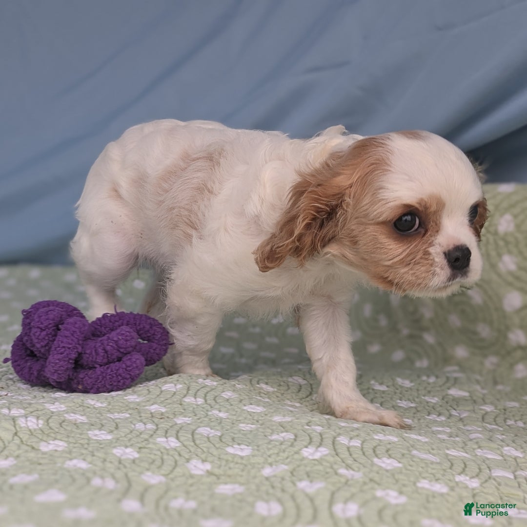 Cavalier King Charles Spaniel dogs for sale: Zazzles - Ad 8