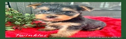 Yorkshire Terrier dogs for sale: Twinkles - Ad 1