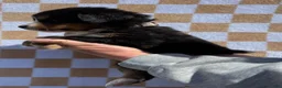 Bernese Mountain Dog dogs for sale: Wildflower - Ad 2
