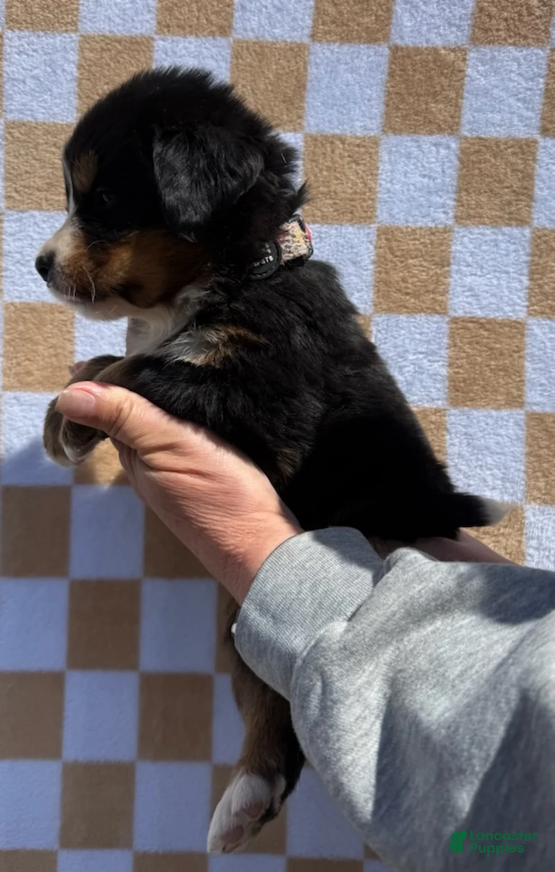 Bernese Mountain Dog dogs for sale: Wildflower - Ad 2