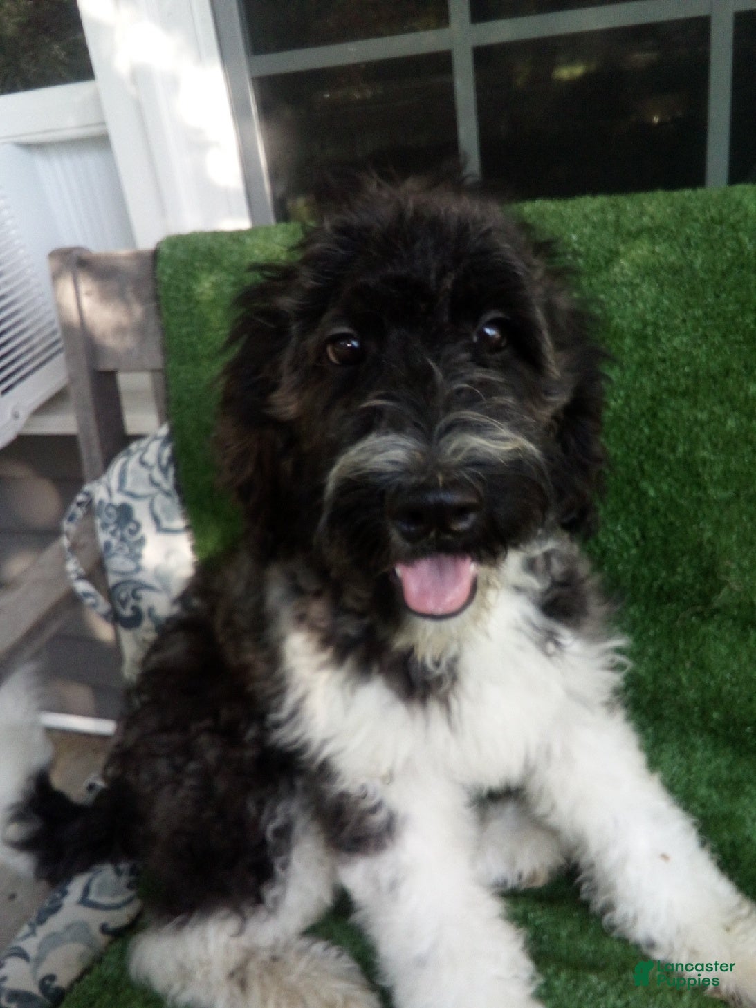 Goldendoodle dogs Grace F1B - Ad 1