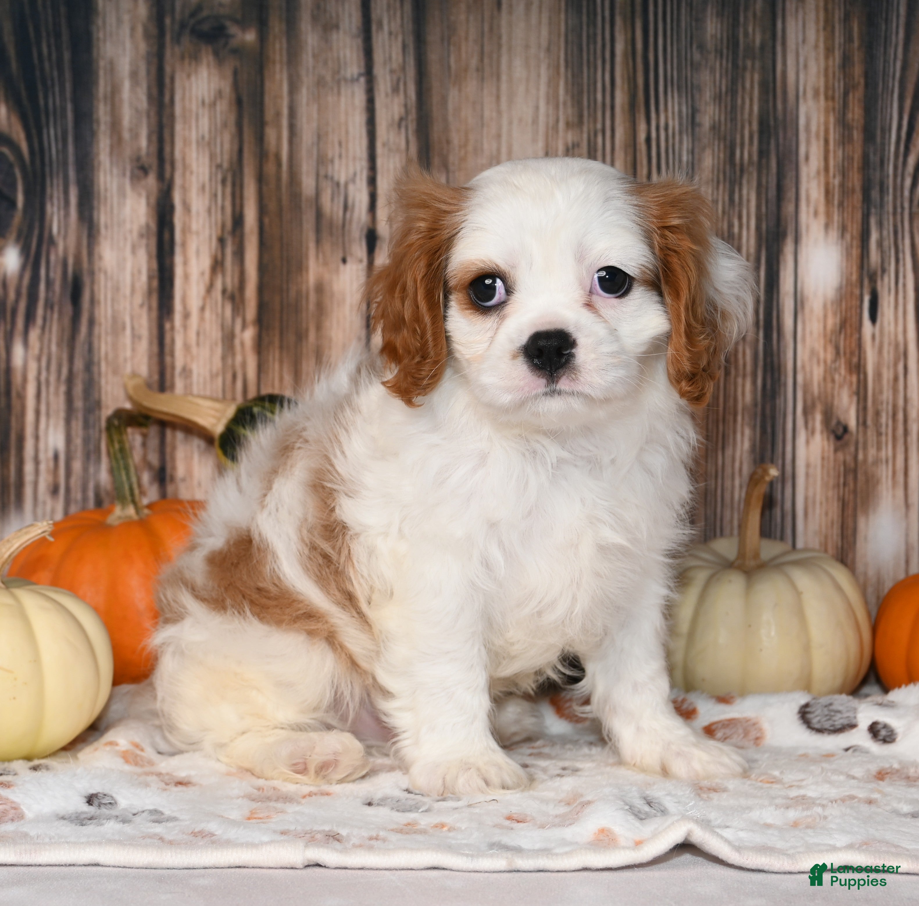 Cavalier King Charles Spaniel dogs Gizmo  - Ad 41