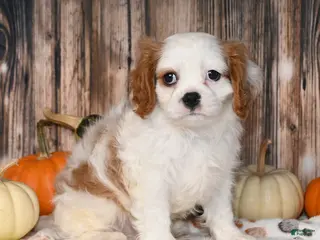 Cavalier King Charles Spaniel dogs Gizmo - Ad 11