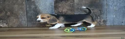 Beagle dogs for sale: Brett - Ad 6