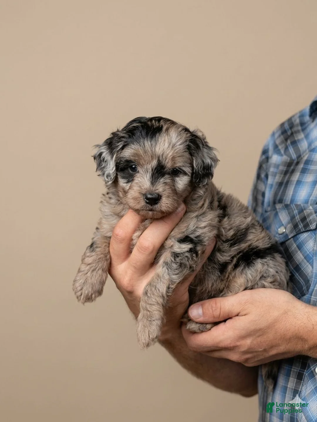 Aussiedoodle dogs for sale: Ace - Ad 1