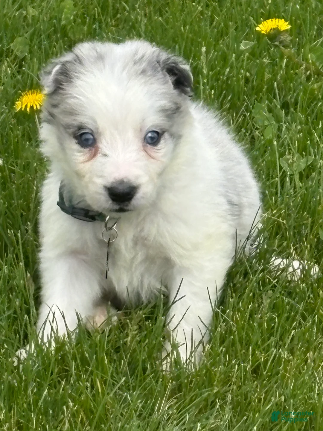 Border Collie dogs for sale: Denver - Ad 2