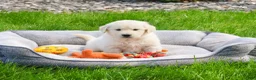 Golden Retriever dogs for sale: Henry - Ad 1