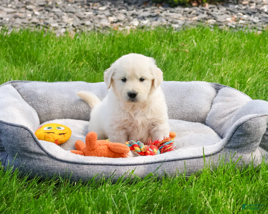 Golden Retriever dogs for sale: Henry - Ad 1
